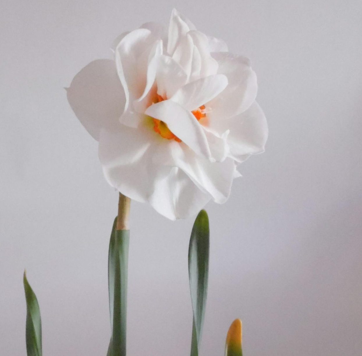 Delicate fragrant blooming narcissus with lush bud and thin petals against white background